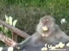 Greedy Monkey